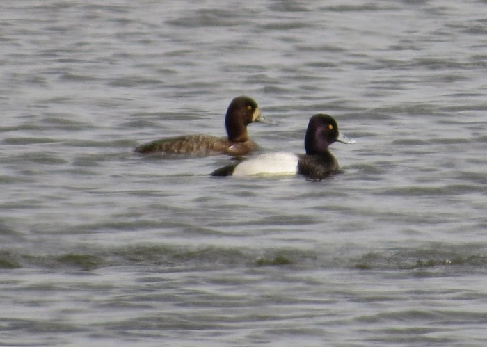 Lesser Scaup
