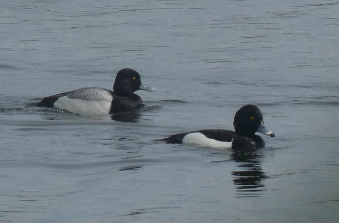 Lesser Scaup