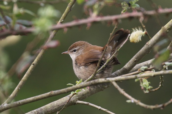 Cetti's Warbler