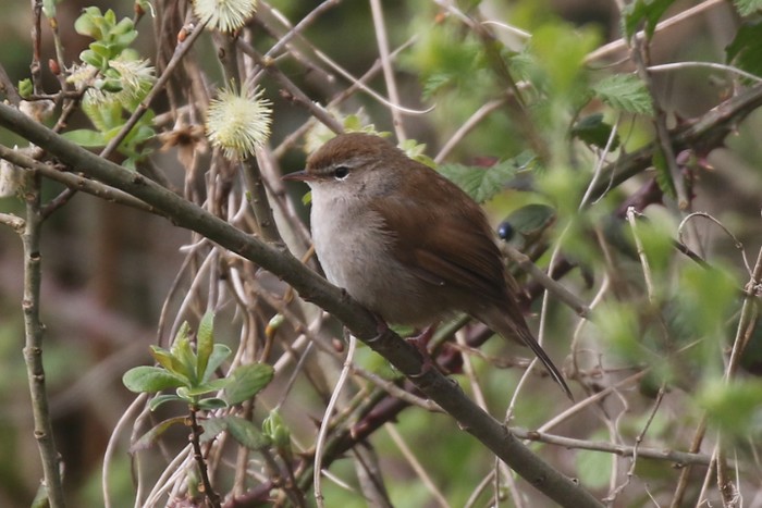 Cetti's Warbler