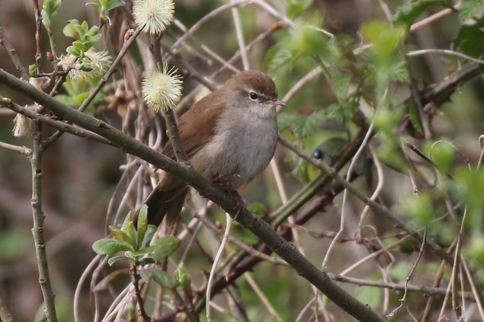 Cetti's Warbler