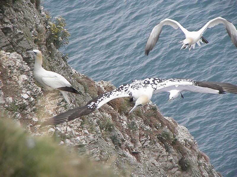 Gannet