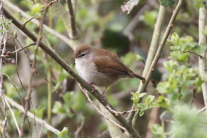 Cetti's Warbler