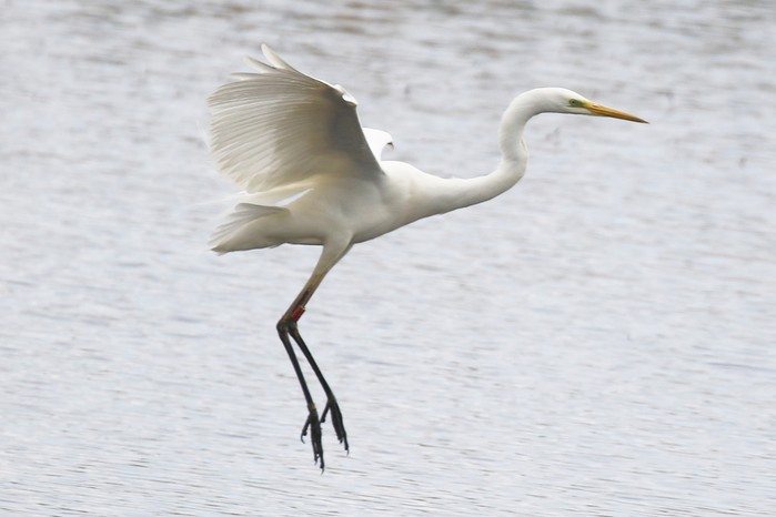 Great White Egret