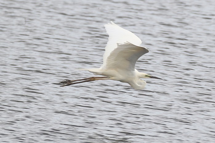 Great White Egret