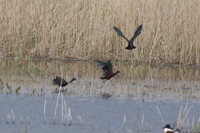 Glossy Ibis