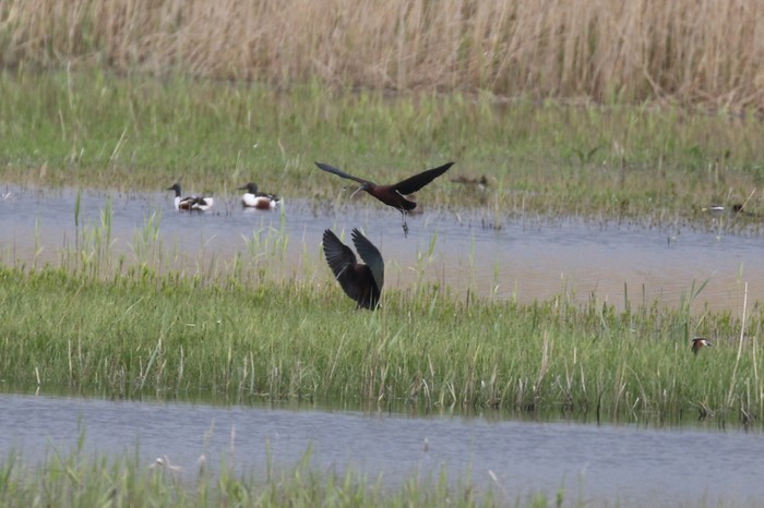 Glossy Ibis