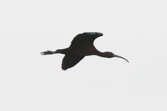 Glossy Ibis
