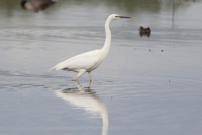 Great White Egret