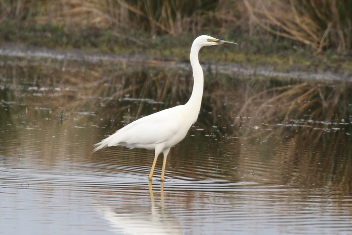 Great White Egret