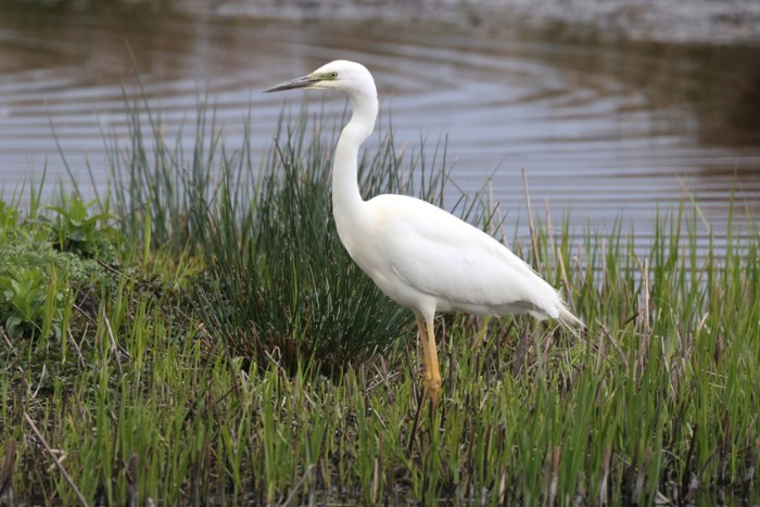 Great White Egret