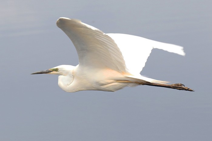 Great White Egret