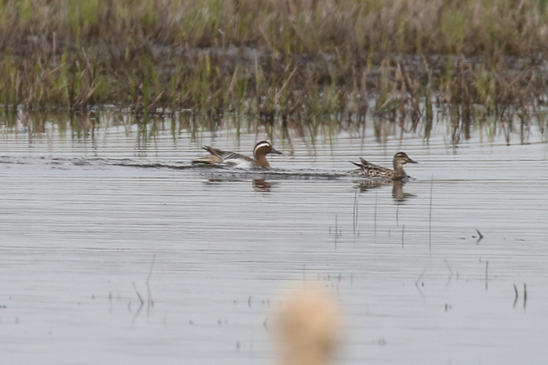 Garganey