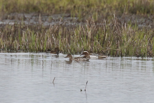 Garganey