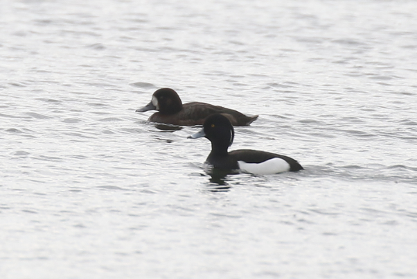 Scaup
