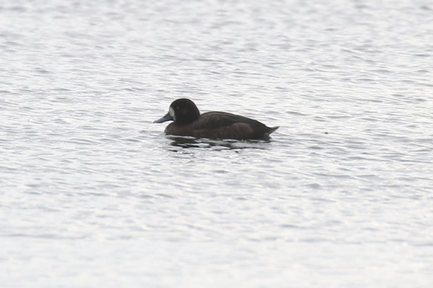 Scaup