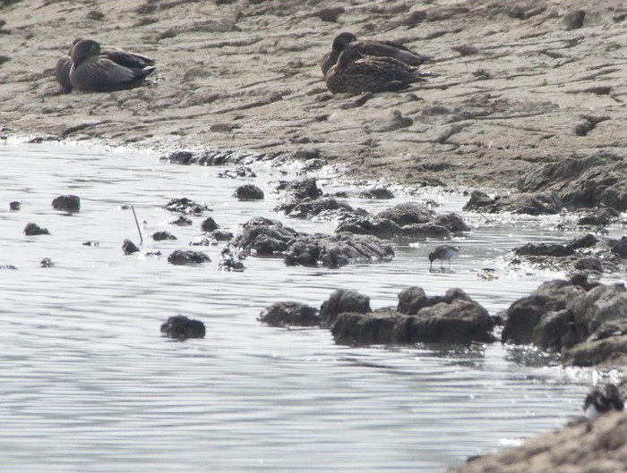 Temminck's Stint