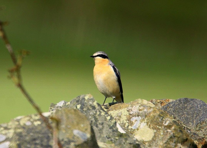 Wheatear