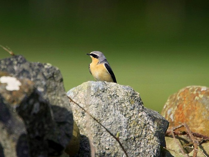 Wheatear
