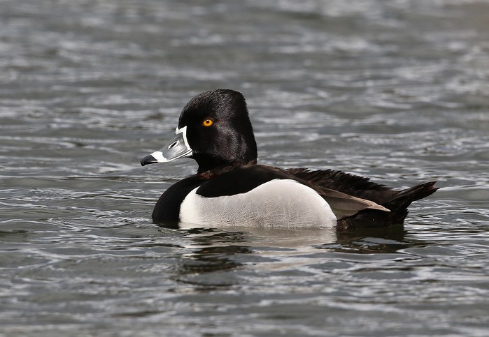 Ring-necked Duck