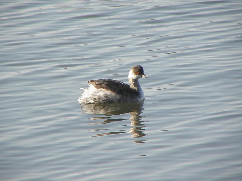 Black-necked Grebe