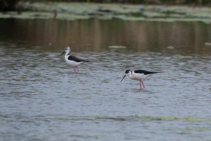 Black-winged Stilt