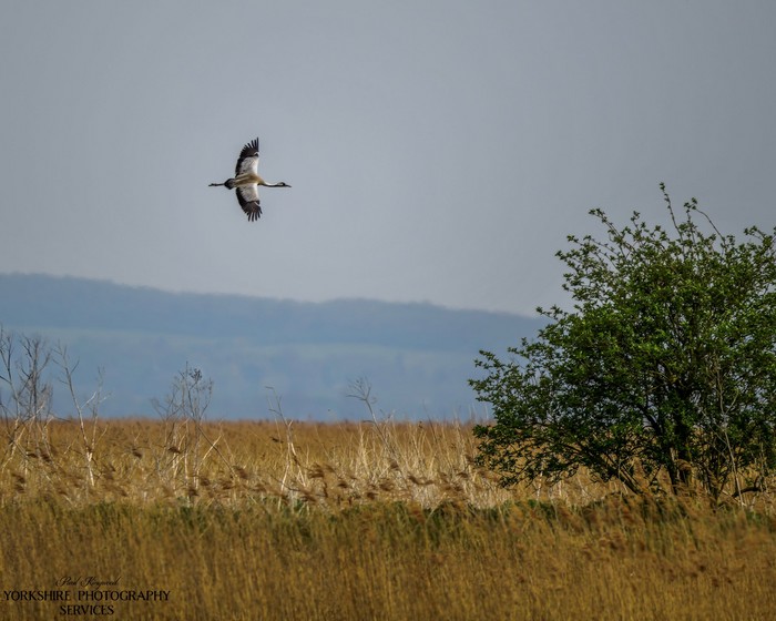 Common Crane