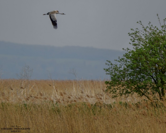 Common Crane
