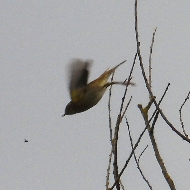 Chiffchaff