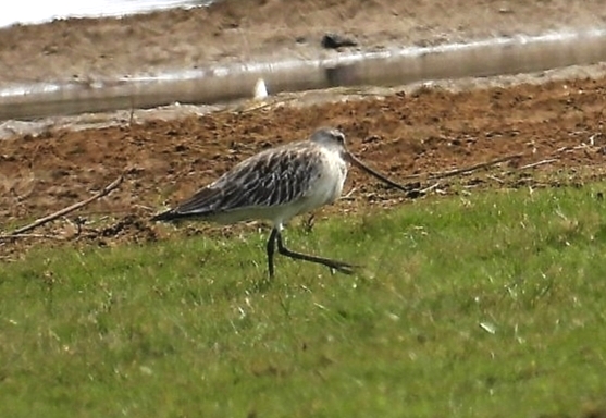 Bar-tailed Godwit
