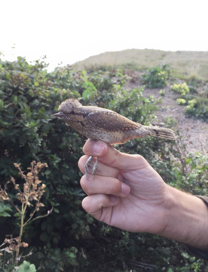 Wryneck
