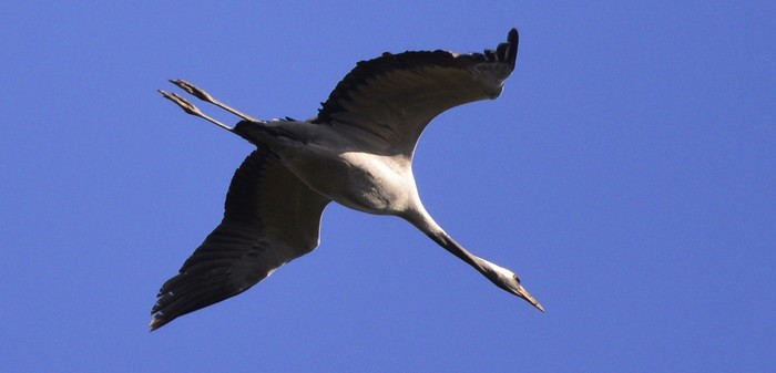 Common Crane