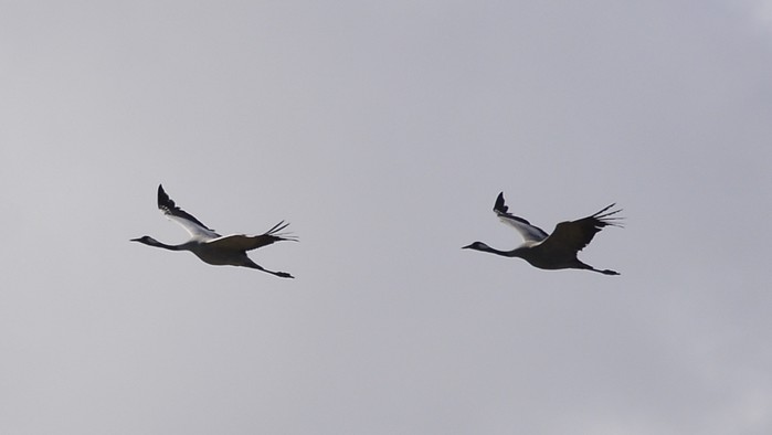 Common Crane