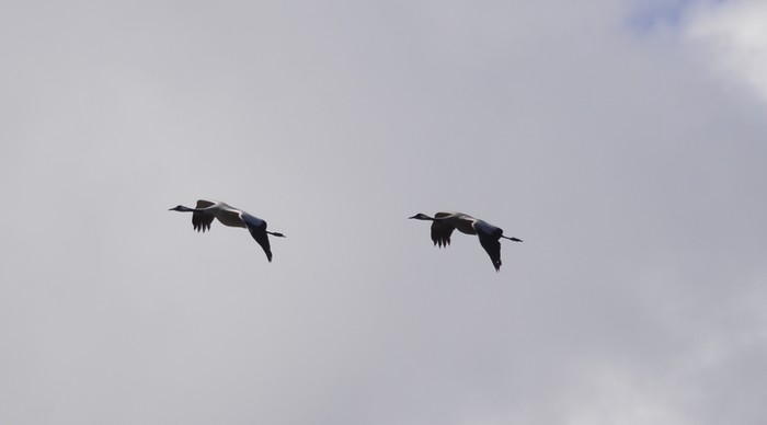 Common Crane