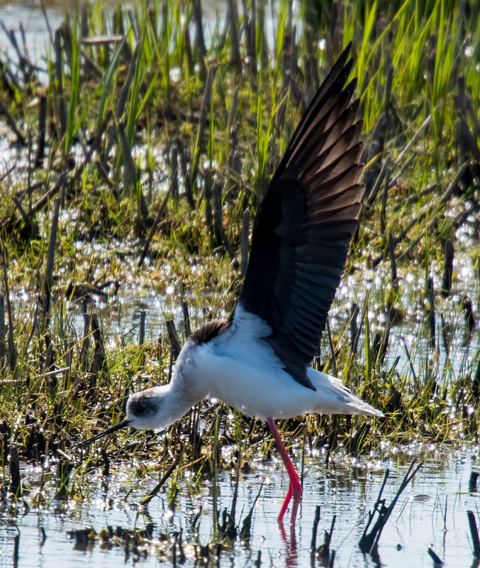Black-winged Stilt
