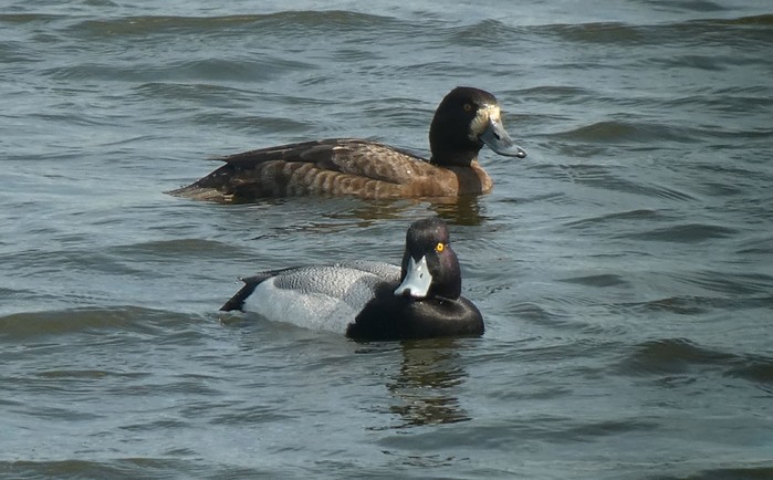 Lesser Scaup