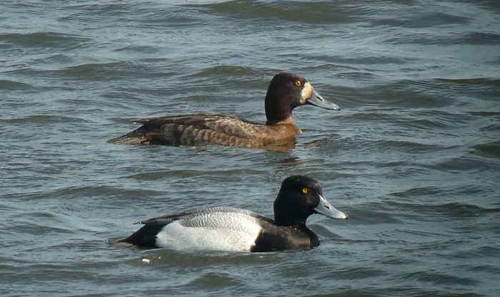 Lesser Scaup