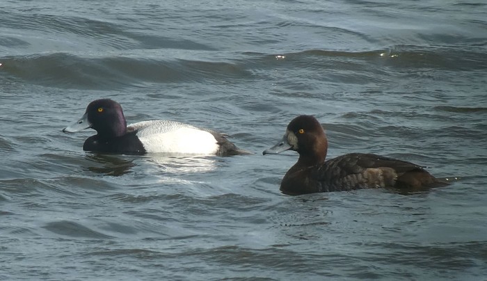 Lesser Scaup