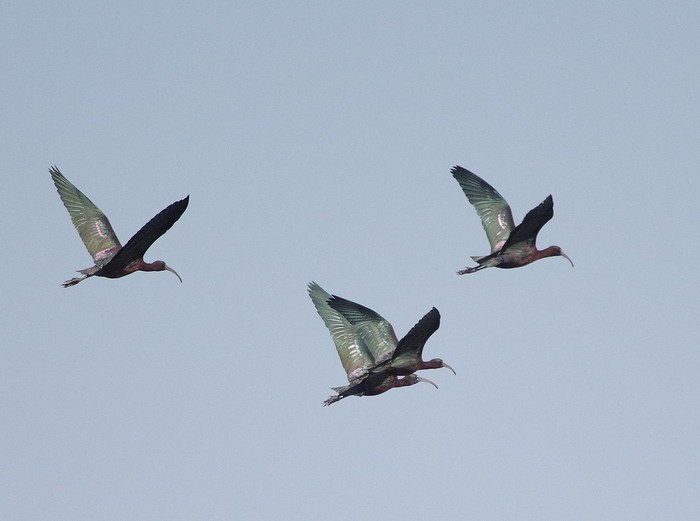 Glossy Ibis