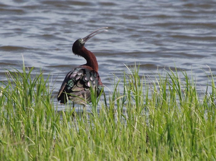Glossy Ibis