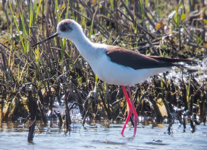 Black-winged Stilt