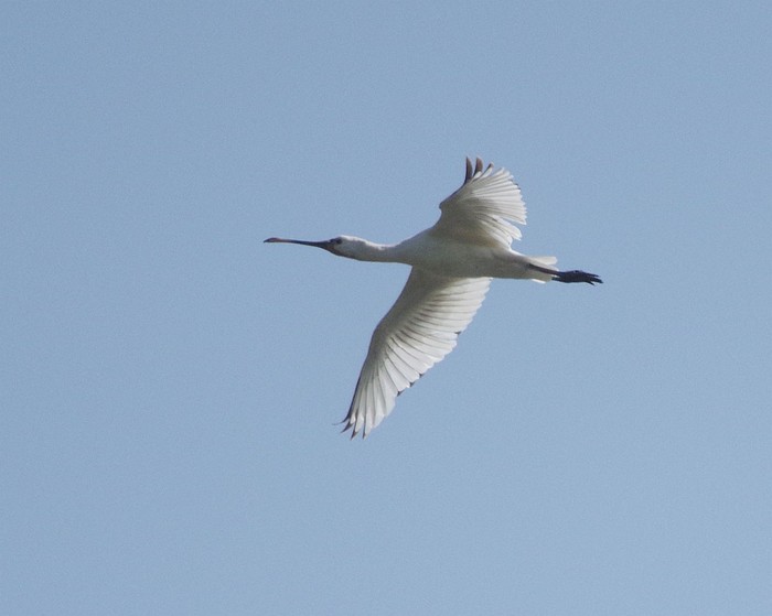 Spoonbill