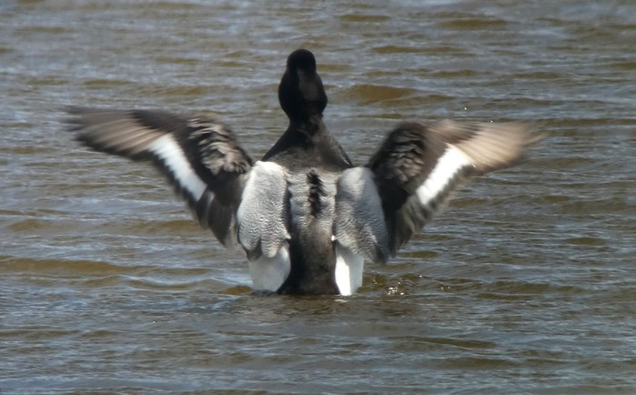 Lesser Scaup