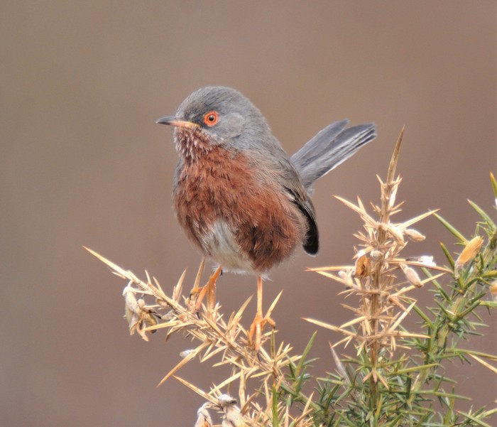 Dartford Warbler