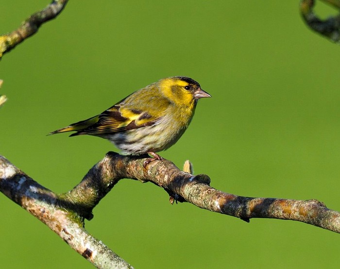 Siskin