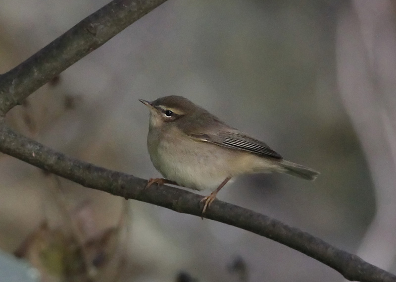 Dusky Warbler