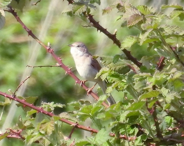 Whitethroat