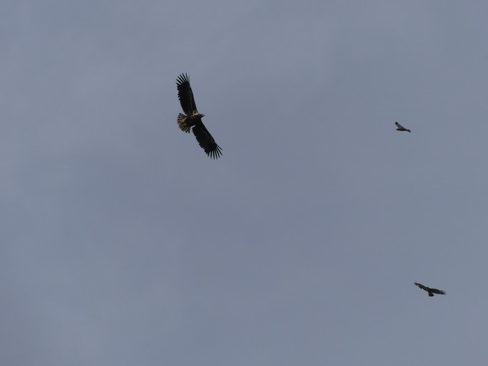 White-tailed Eagle