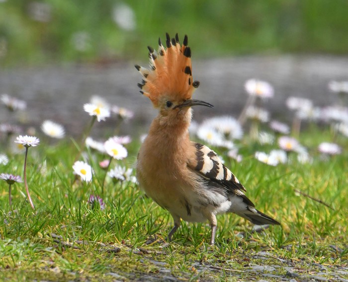 Hoopoe