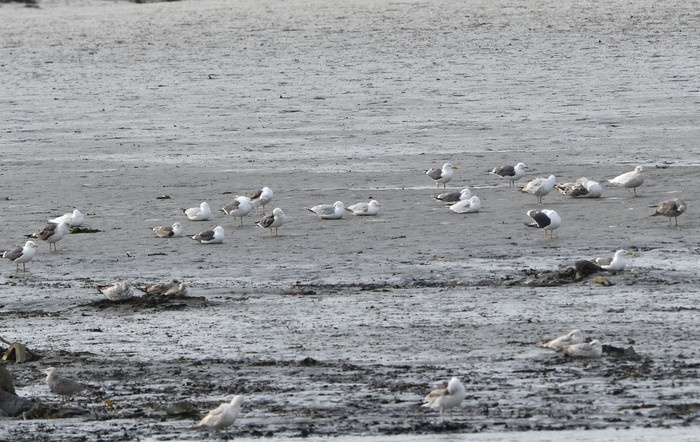 Iceland Gull